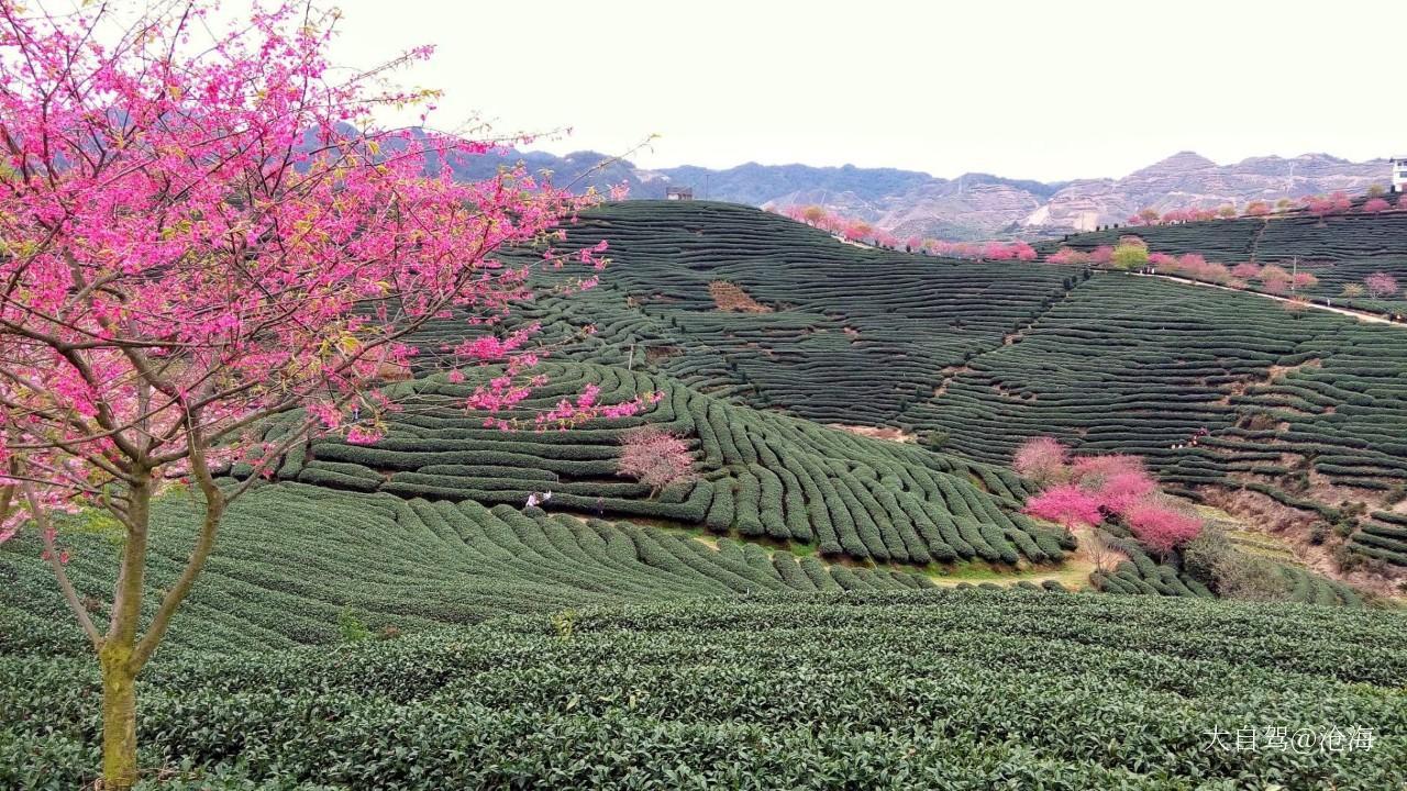自驾游景点大全 龙岩自驾游景点 漳平旅游免费景点 1 免费 永福樱花园