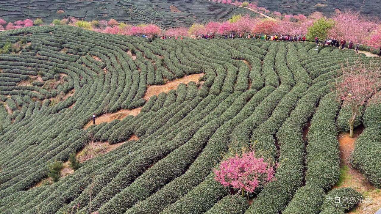 自驾游景点大全 龙岩自驾游景点 漳平旅游免费景点 1 免费 永福樱花园