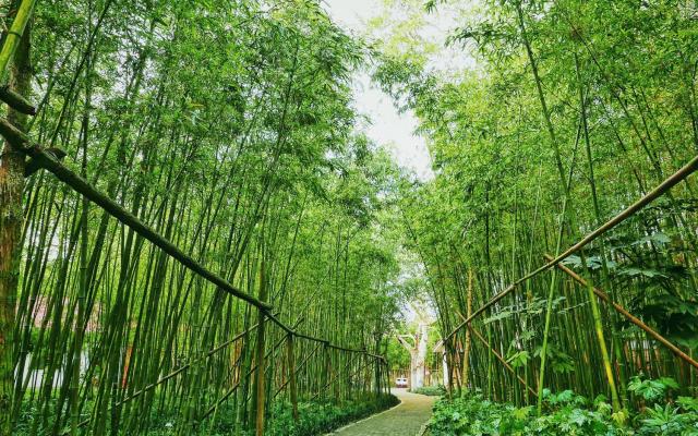 成都出发川南4日自驾：金口河大峡谷丨黑竹沟丨沐川竹海丨槽渔滩4日自驾