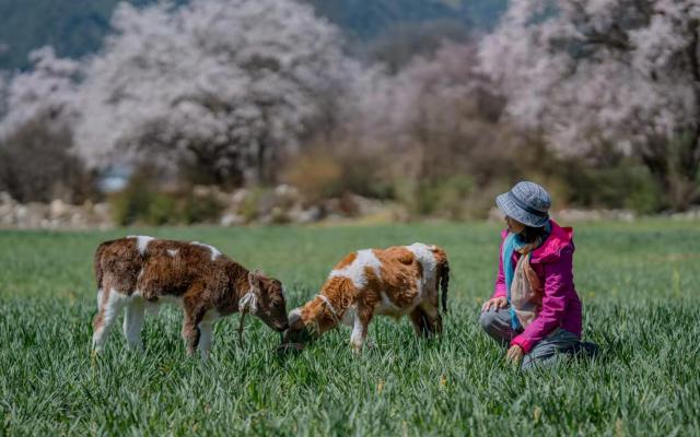 全国出发林芝桃花8日自驾游：索松村丨秘境墨脱丨嘎隆拉冰川丨波密桃花沟丨拉萨8日落地自驾游