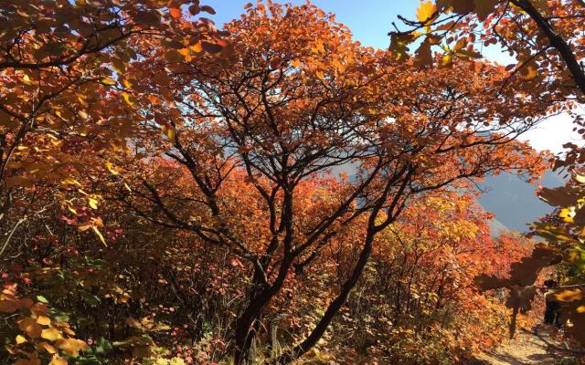 北京出发自驾坡峰岭：赏红幽岚山、品清真牛头、红井秋色醉美斜阳自驾1日游