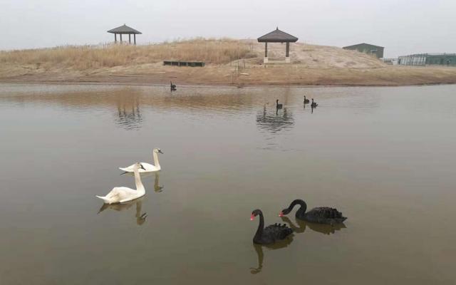 北京出发河北沧州2日自驾游：北塘古镇、洋货街、南大港湿地2日周末游