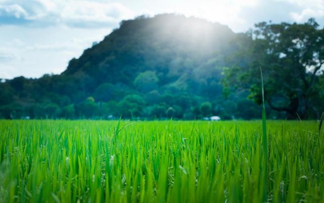 西安出发佛坪2日亲子自驾游：稻田插秧 +摸泥鳅+DIY植物微景观+户外烧烤2日活动