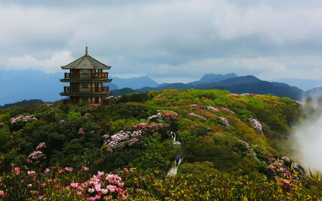 重庆周边自驾游：金佛山泡温泉-欣赏高山杜鹃花-金佛山4日自驾游