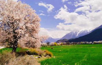 成都出发西藏桃花节：林芝桃花-波密桃花沟-新都桥-高城理塘-拉萨-羊湖-纳木措-青藏线15日自驾-大自驾