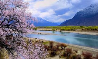 成都出发西藏桃花节自驾游9-14天：雅鲁藏布大峡谷-索松村桃花谷-波密桃花沟-丁真的家乡理塘-自驾游推荐