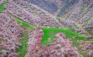 乌鲁木齐集合伊犁看杏花7日自驾：赛里木湖-中华福寿山杏花-吐尔根杏花沟-那拉提空中草原7日落地租车自驾-自驾游推荐