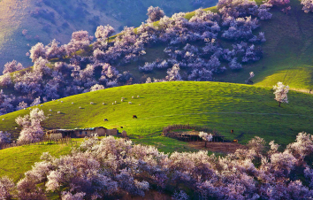 【春起杏花】乌鲁木齐起止北疆伊犁13日落地自驾：神仙喀纳斯、禾木、世界魔鬼城、赛里木湖、夏塔古道、天马文化园、喀拉峻草原、吐尔根杏花沟、巴音布鲁克大草、库木塔格沙漠13日自驾-大自驾