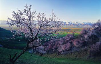 【伊犁花香】乌鲁木齐起止6日落地自驾：独山子大峡谷-赛里木湖-大西沟-喀赞其民俗园-吐尔根杏花沟-那拉提-巴音布鲁克-库木塔格沙漠六日游-大自驾