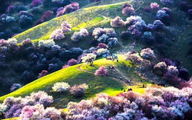 山东出发自驾新疆20日游：新疆帕米尔高原-盘龙古道-天山秘境-伊犁杏花沟杏花有约20日游