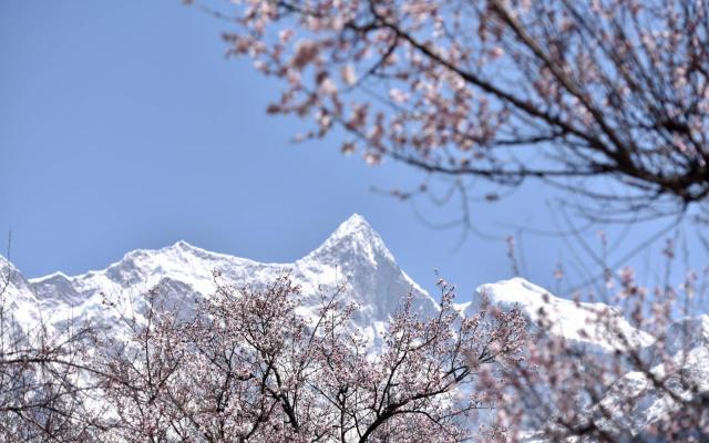 成都出发西藏桃花节——3-4月丹巴+墨石公园+理塘勒通古镇+然乌湖+来古冰川+岗云杉林+桃花沟+索松